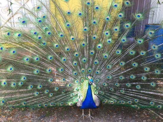 Uncle Sandy's Macaw Bird Park